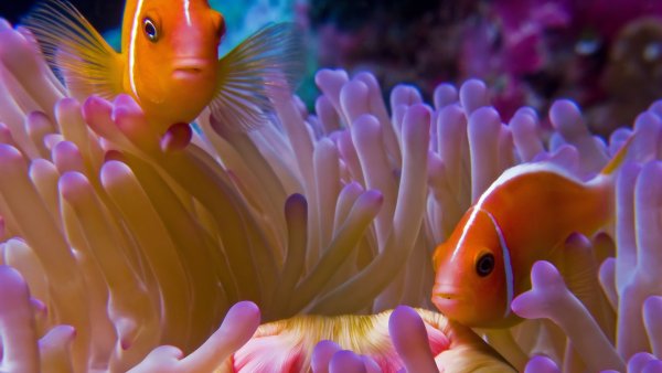 Живые рыбки