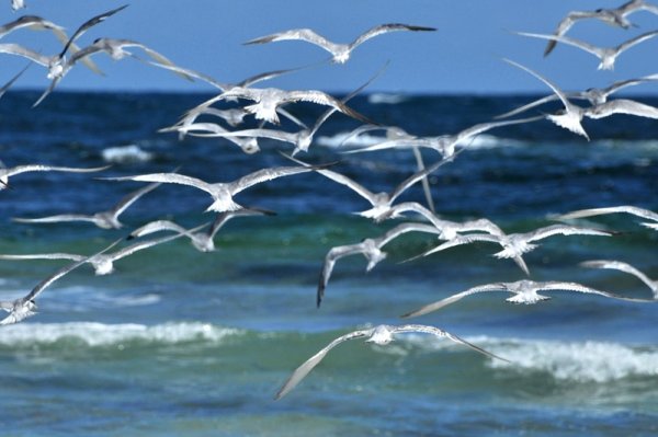 Одесский художник Задорожнюк Георгий.