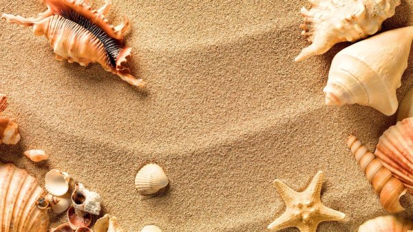 Морские фисташки моллюск