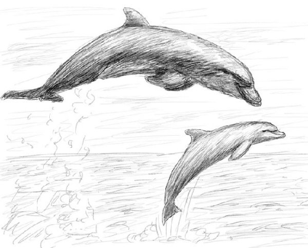 Дельфин рисунок карандашом