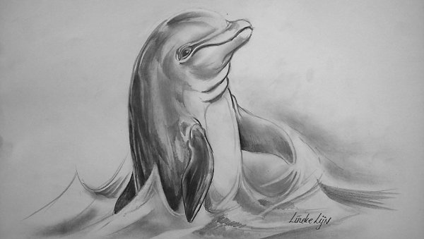 Набросок дельфина