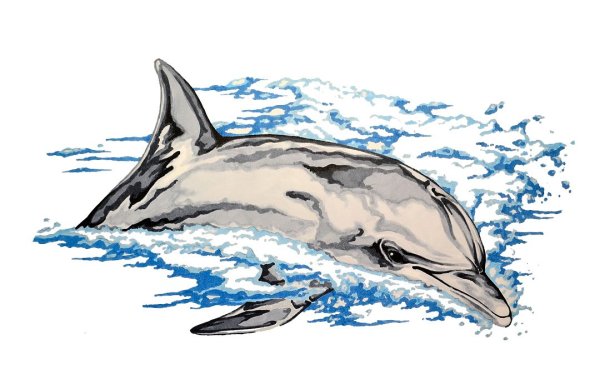 Дельфины Графика
