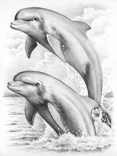 Дельфин акварелью