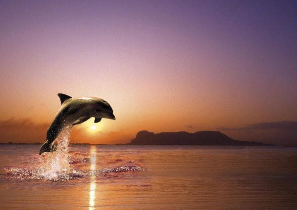 Дельфины на закате