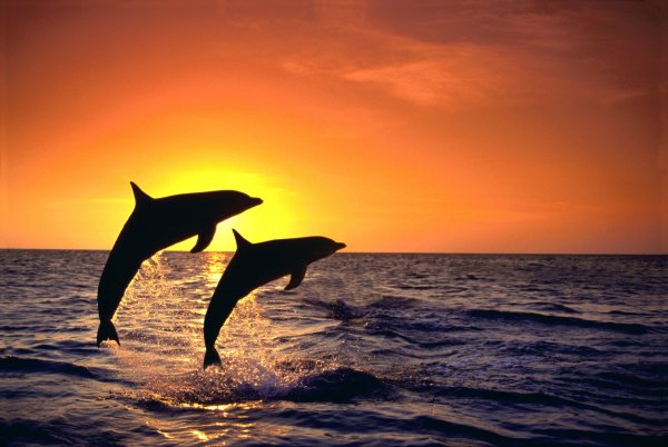 Дельфины в море