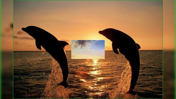 Море закат дельфины