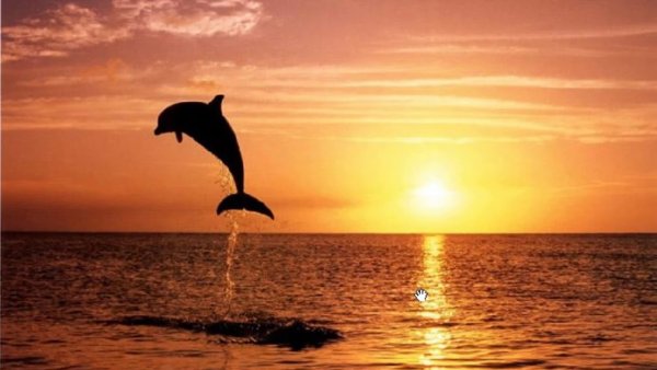 Дельфин на закате