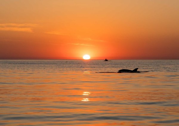 Дельфин на закате