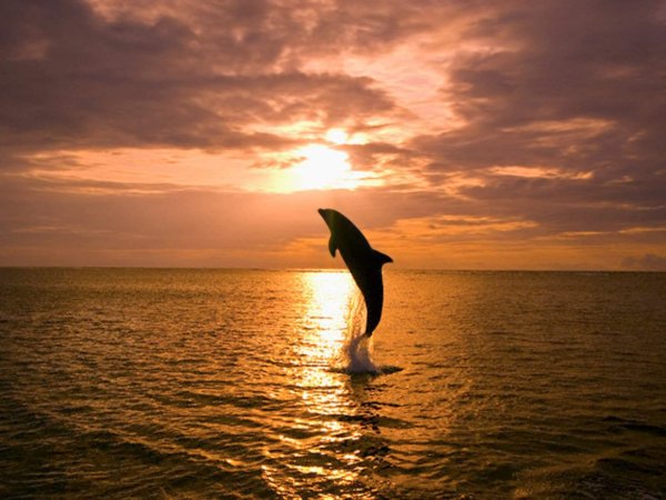Дельфин Сансет
