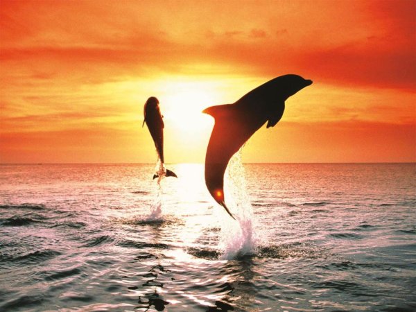 Море закат дельфины