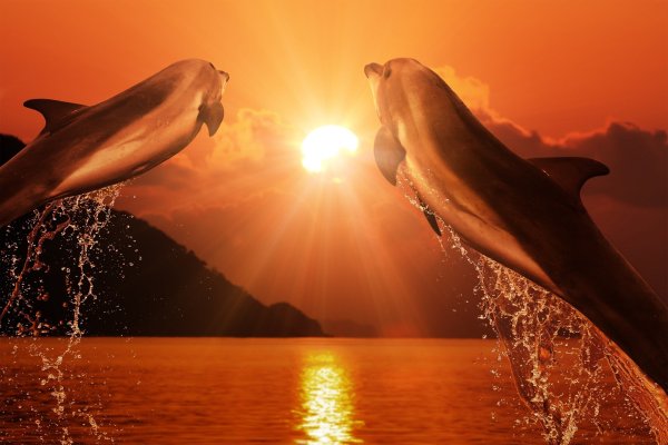 Дельфины на закате