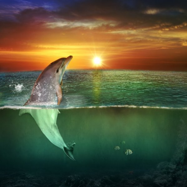 Дельфины на закате