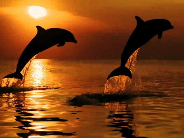 Дельфины в море
