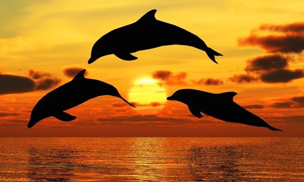 Море закат дельфины