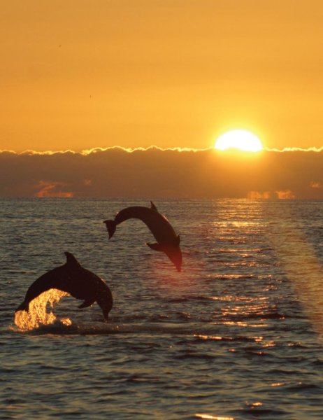 Дельфины на закате