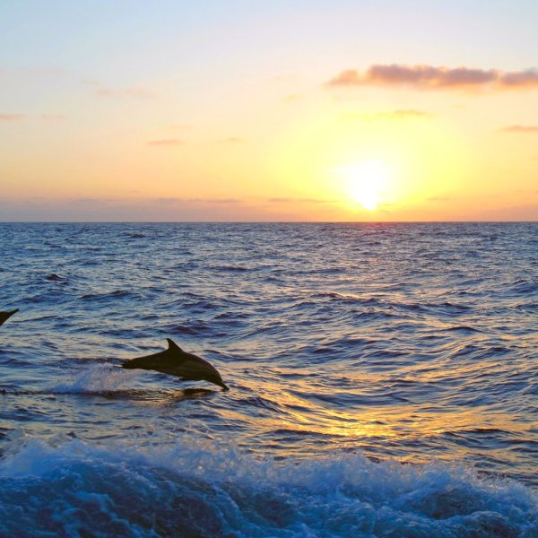 Дельфины на закате