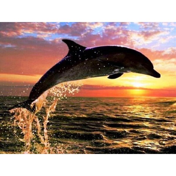 Дельфины на закате