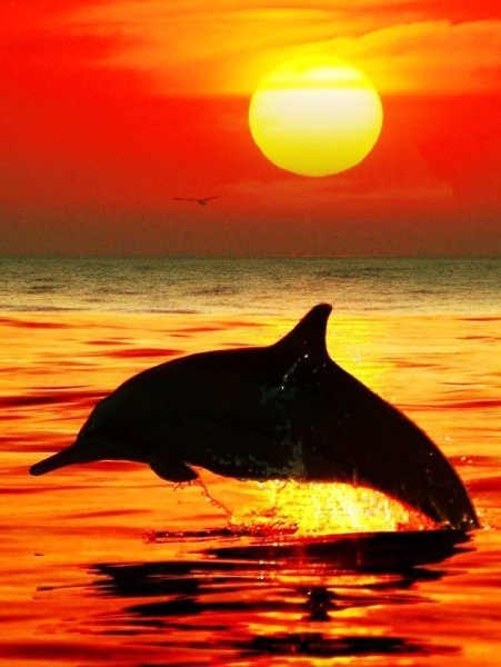 Дельфин на закате