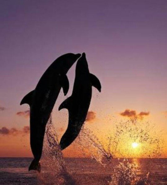 Корабль с дельфинами