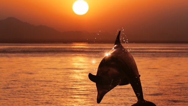 Море закат дельфины