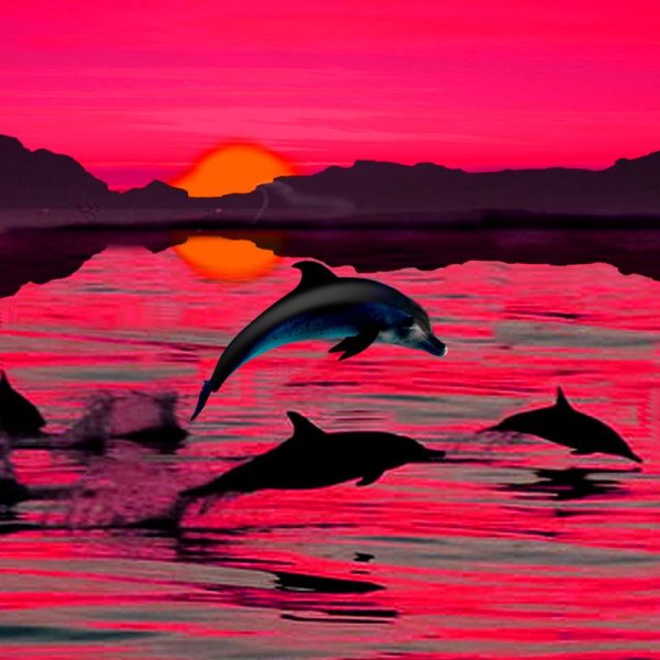 Красивая природа море дельфины