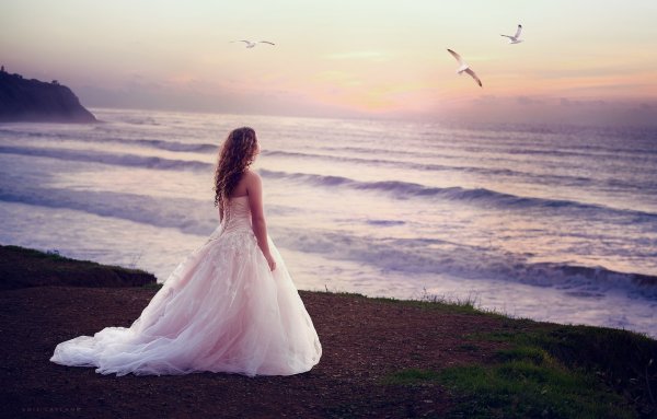 Чайка Азовское море