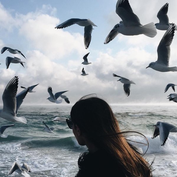 Девочка с чайками