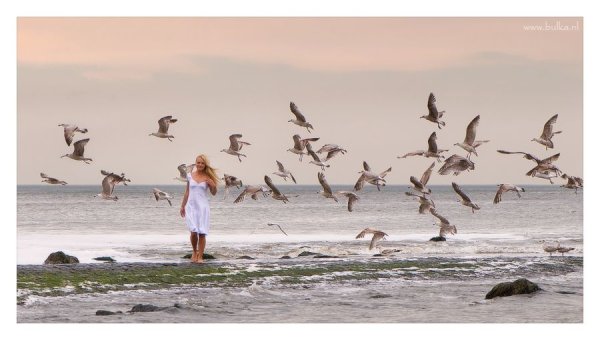 Море птицы девушка