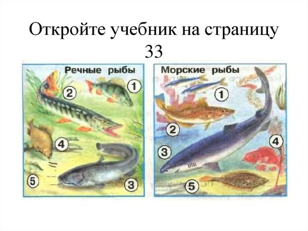 Пресноводные и морские рыбы задания для детей