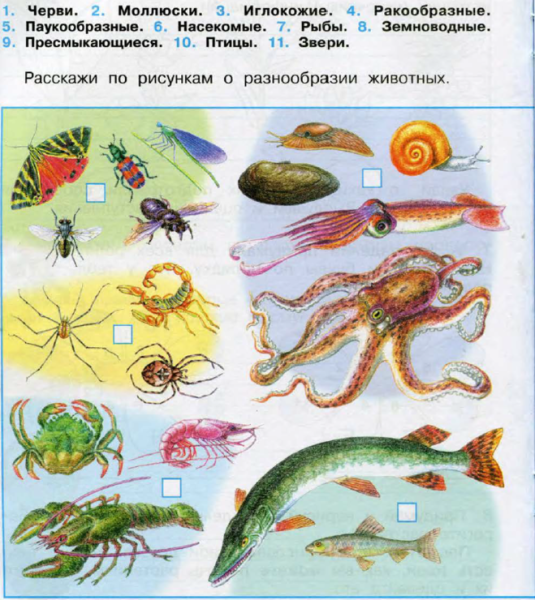 Разнообразие животных Плешаков