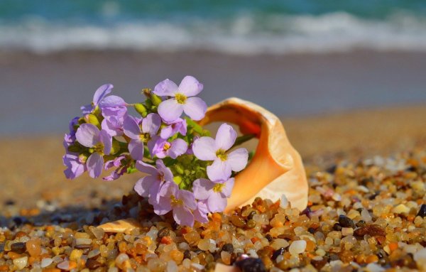 Цветы на фоне моря