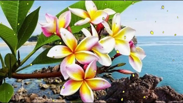 Цветок на Песчаном пляже