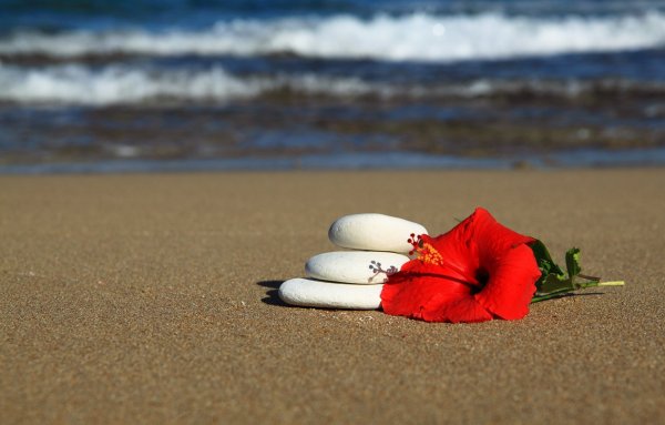 Цветы на пляже красивые