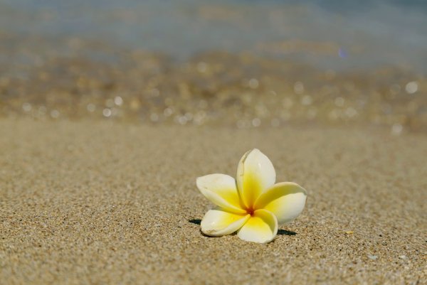 Мальдивы цветок Франжипани