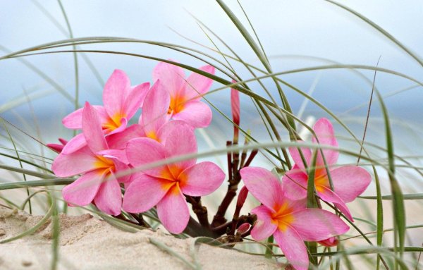 Экзотический букет