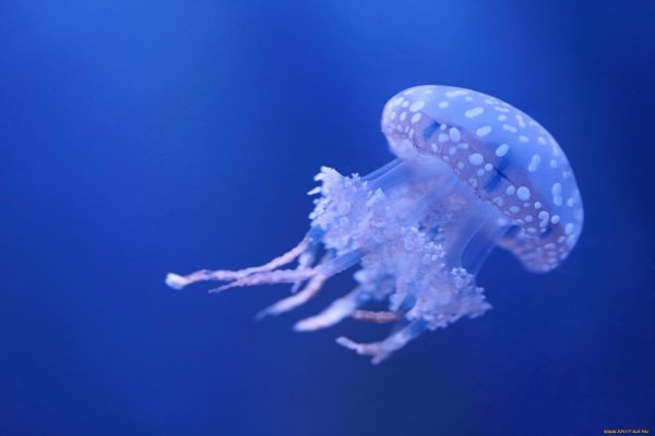 Медуза в воде
