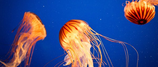 Медуза гуашью