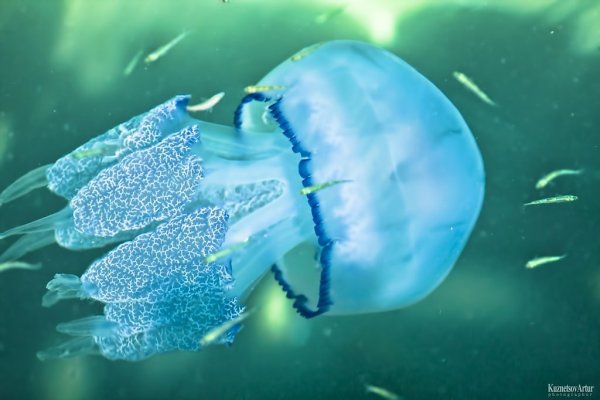 Мультяшек морские медузы