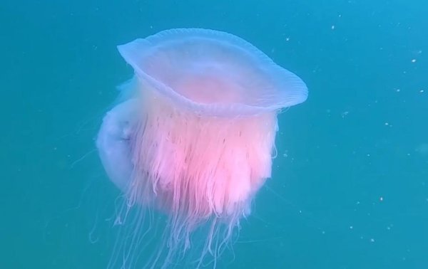 Медузы мультяшные