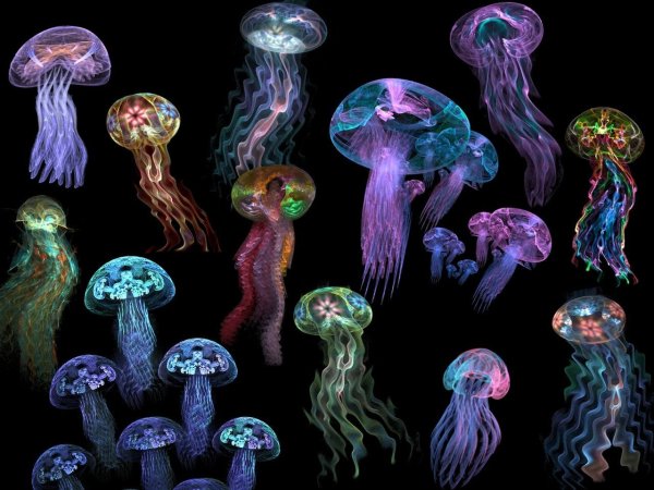 Светящаяся шарообразная медуза