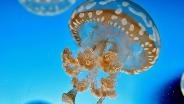 Медузы красного моря