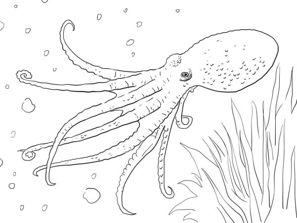 Морские обитатели для детей