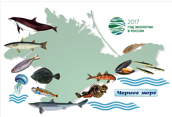 Жители чёрного моря обитатели