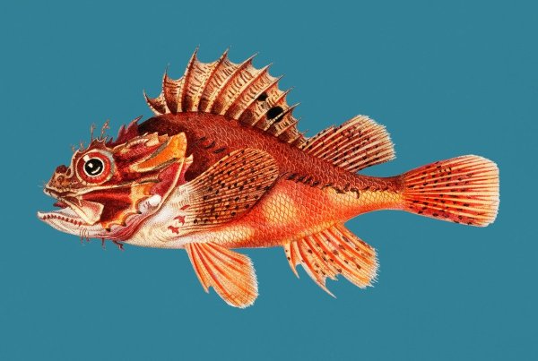 Львиная скорпена Ерш