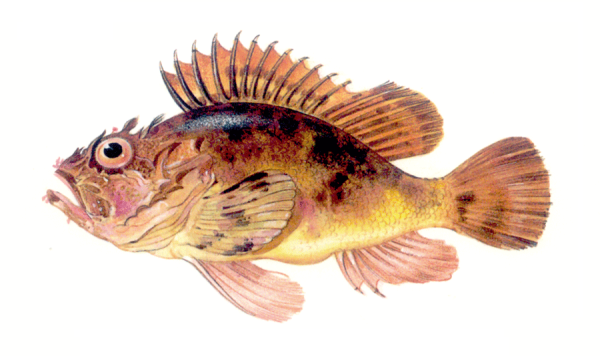 Черноморская скорпена рисунок