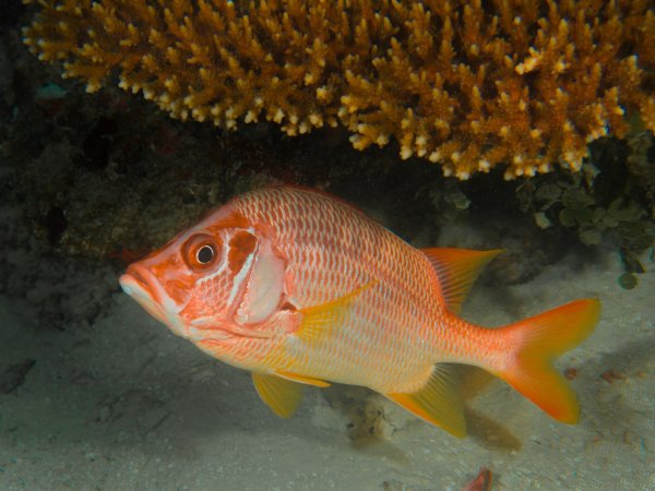 Барабулька султанка