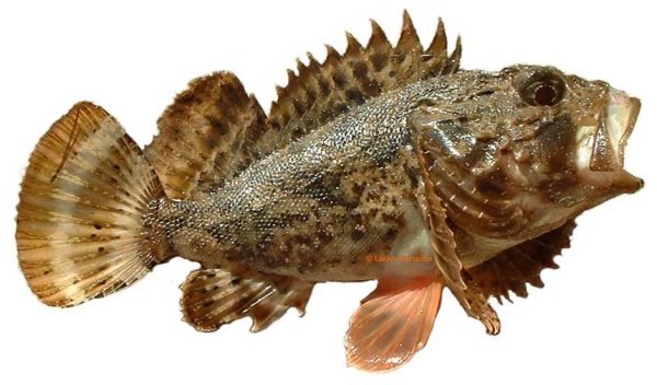 Простипома рыба