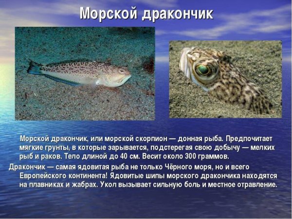 Морской дракон – опасная и ядовитая рыба Черного моря