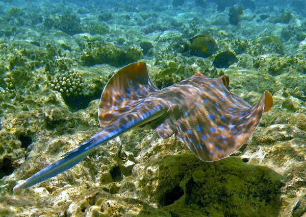 Тригла Черноморская