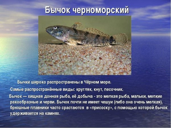 Рыбы чёрного моря названия